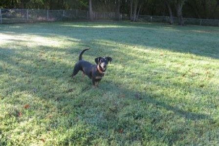 Dog at El Dorado Dog Park